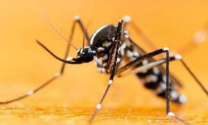 La Dengue Resurgit À Abidjan : 73 Cas Confirmés, 2 Décès.